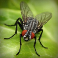 /album/puckpharlighmanbast/photolia-a01-jpg/