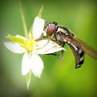 /album/puckpharlighmanbast/photolia-a02-jpg/