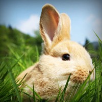 /album/puckpharlighmanbast/photolia-a03-jpg/