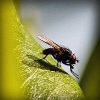 /album/puckpharlighmanbast/photolia-a04-jpg/