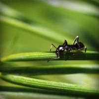 /album/puckpharlighmanbast/photolia-a05-jpg/