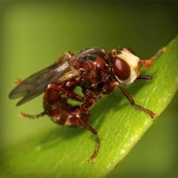 /album/puckpharlighmanbast/photolia-a06-jpg/