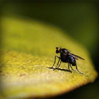 /album/puckpharlighmanbast/photolia-a07-jpg/