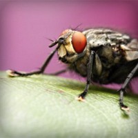 /album/puckpharlighmanbast/photolia-a08-jpg/